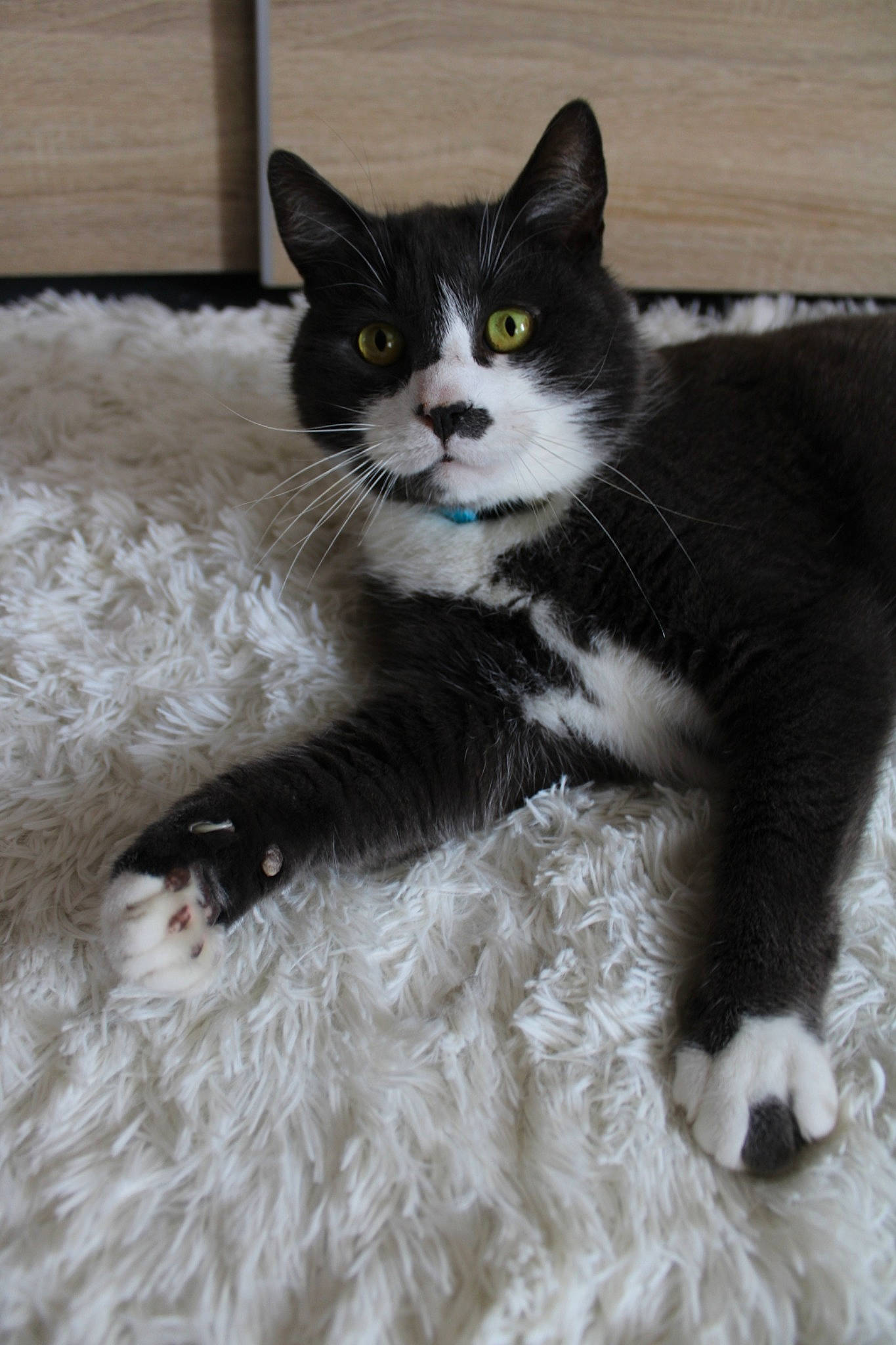 Jackson a rejoint le concours — aidez-le/la à gagner de superbes lots ! american_wirehair, black_and_white, carnivore, cat, domestic_long_haired_cat, domestic_short_haired_cat, european_shorthair, eye, felidae, fur, kitten, mammal, polydactyl_cat, small_to_medium_sized_cats, snout, tail, vertebrate, whiskers