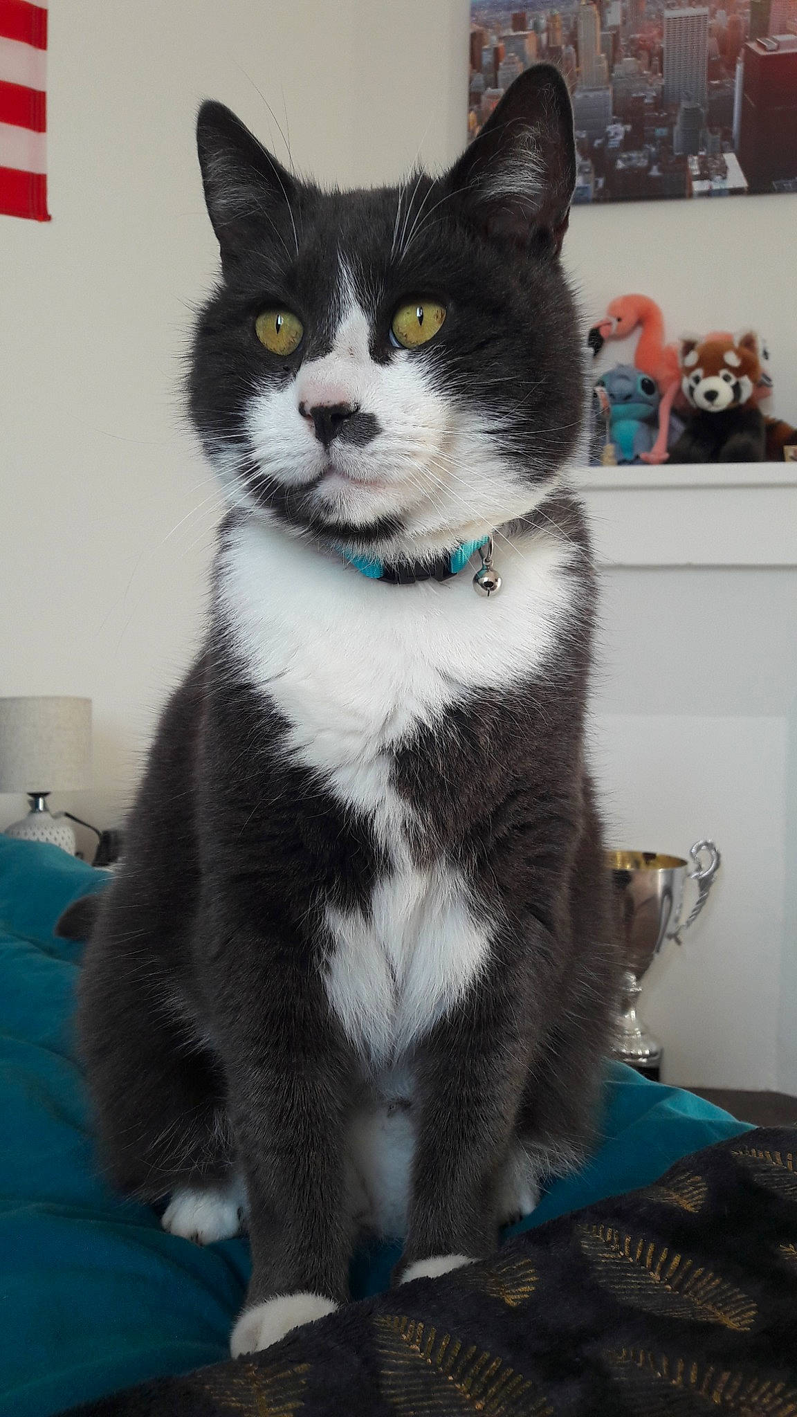 Jackson a rejoint le concours — aidez-le/la à gagner de superbes lots ! american_shorthair, american_wirehair, british_shorthair, carnivore, cat, domestic_short_haired_cat, eye, felidae, fur, japanese_bobtail, kitten, mammal, paw, polydactyl_cat, small_to_medium_sized_cats, snout, tail, vertebrate, whiskers