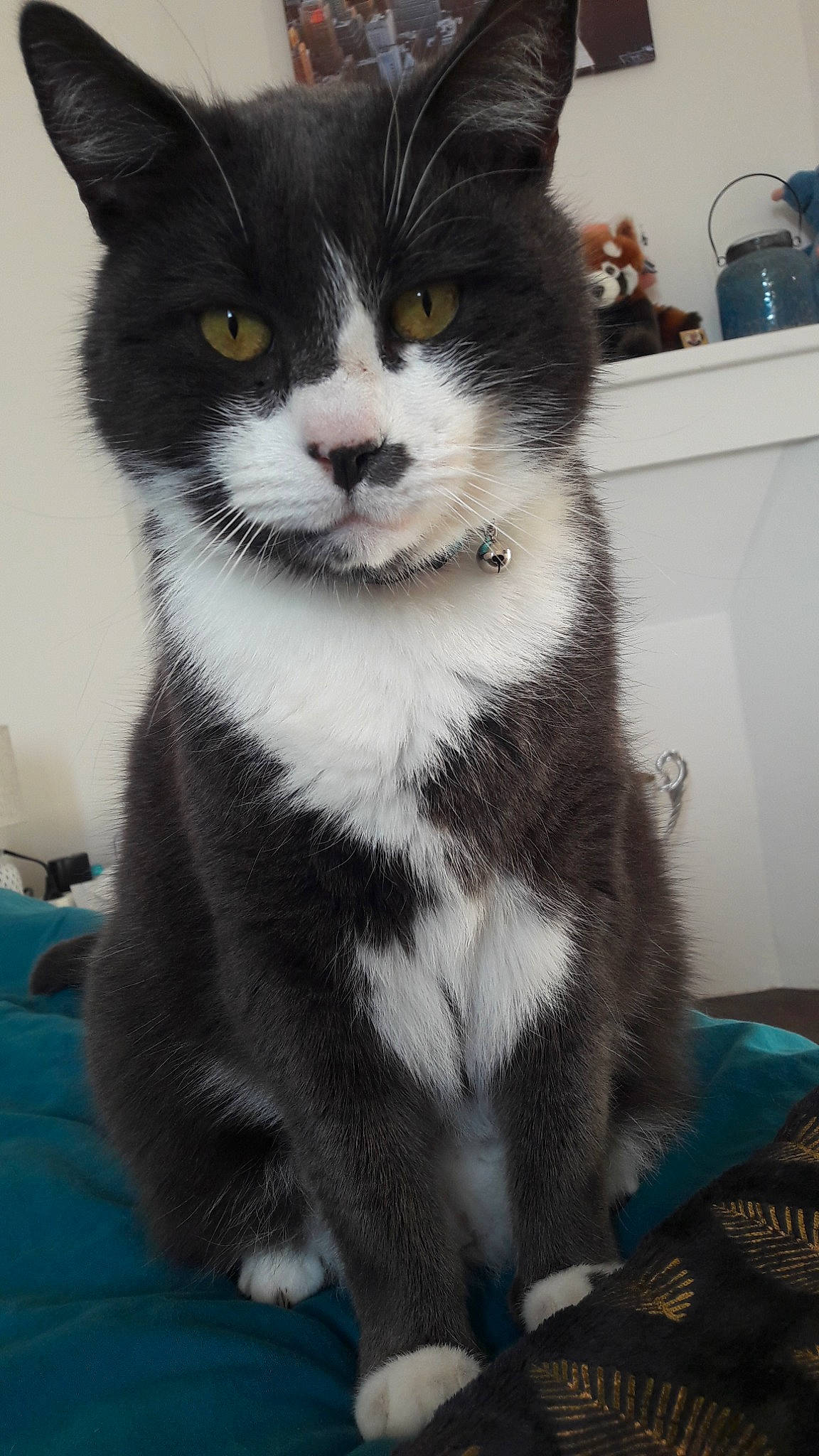 Jackson participe au concours pour gagner de l'argent avec cette photo : american_wirehair, carnivore, cat, domestic_long_haired_cat, domestic_short_haired_cat, felidae, kitten, mammal, norwegian_forest_cat, polydactyl_cat, small_to_medium_sized_cats, snout, vertebrate, whiskers