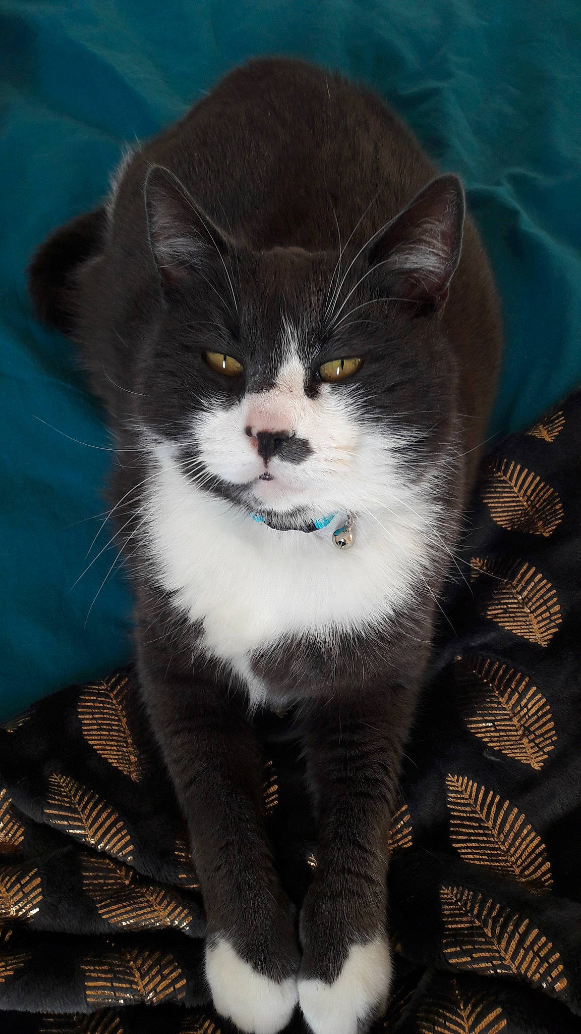 Jackson a rejoint le concours — aidez-le/la à gagner de superbes lots ! american_wirehair, carnivore, cat, domestic_short_haired_cat, felidae, fur, kitten, mammal, small_to_medium_sized_cats, vertebrate, whiskers