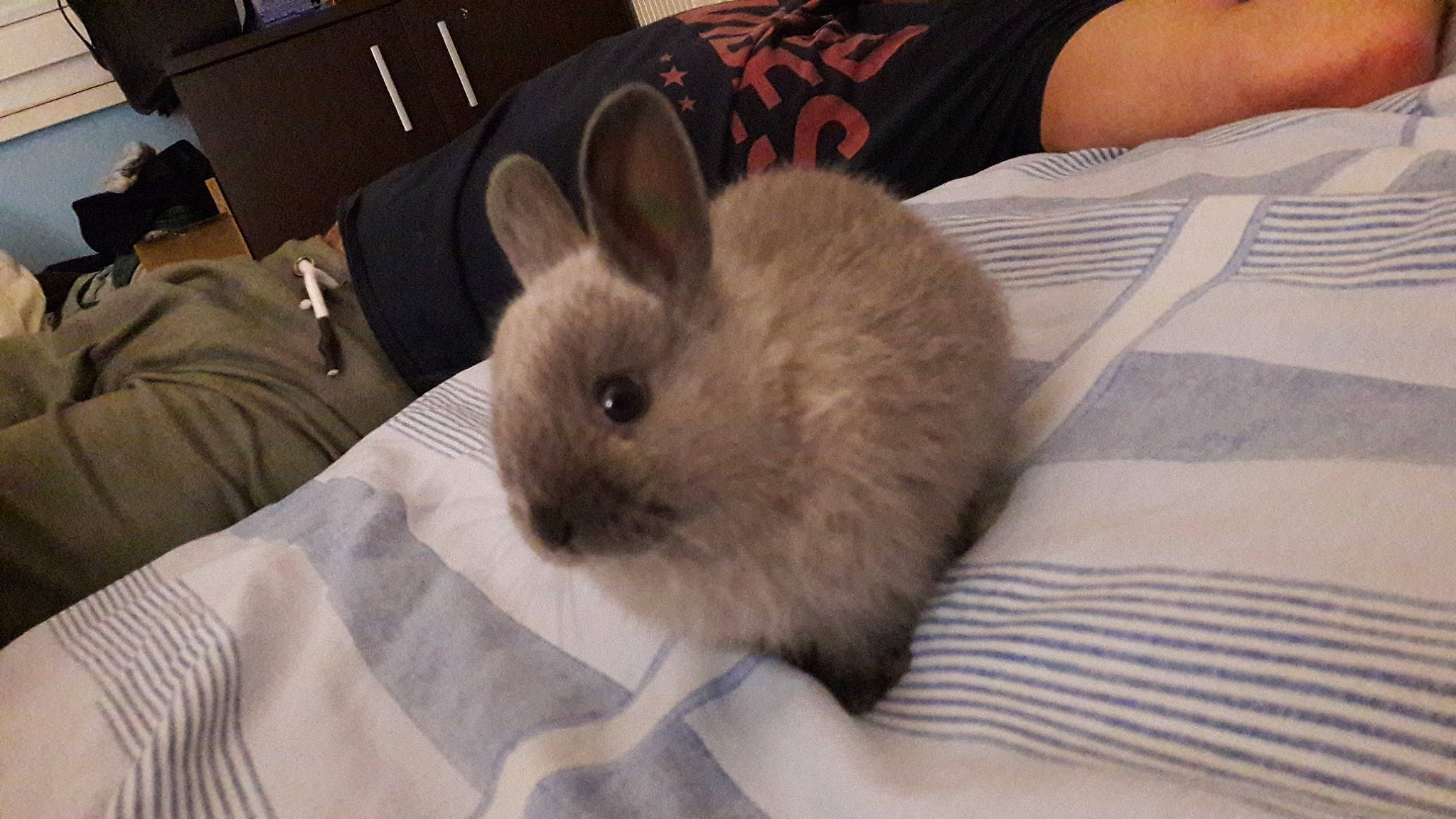 Panpan participe au concours pour gagner de l'argent avec cette photo : degu, domestic_rabbit, ear, fawn, fur, hare, mammal, rabbit, rabbits_and_hares, rodent, skin, snout, vertebrate, whiskers