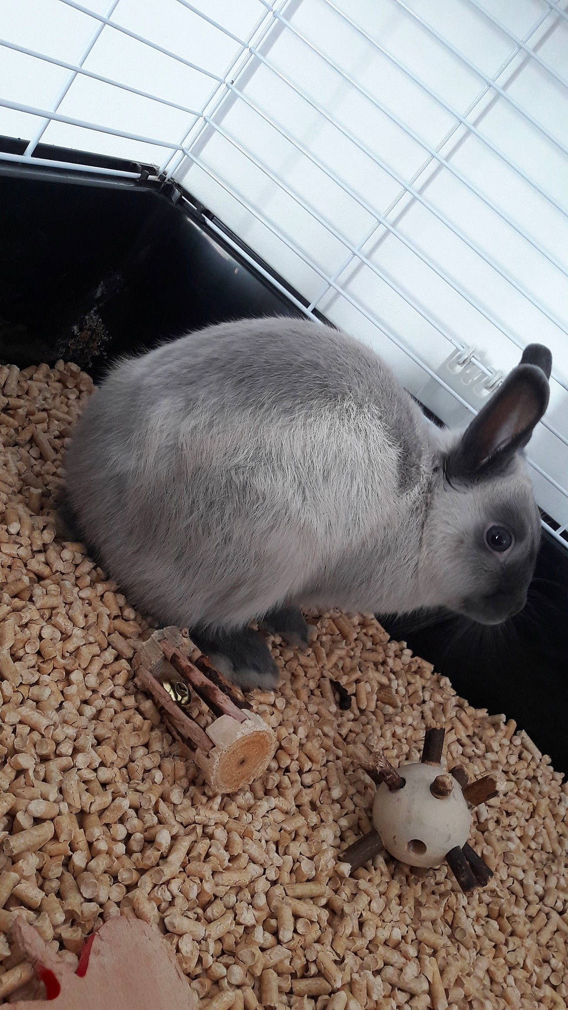 Panpan participe au concours pour gagner de l'argent avec cette photo : cage, chinchilla, domestic_rabbit, fawn, hare, mammal, organism, rabbit, rabbits_and_hares, rodent, snout, vertebrate, whiskers