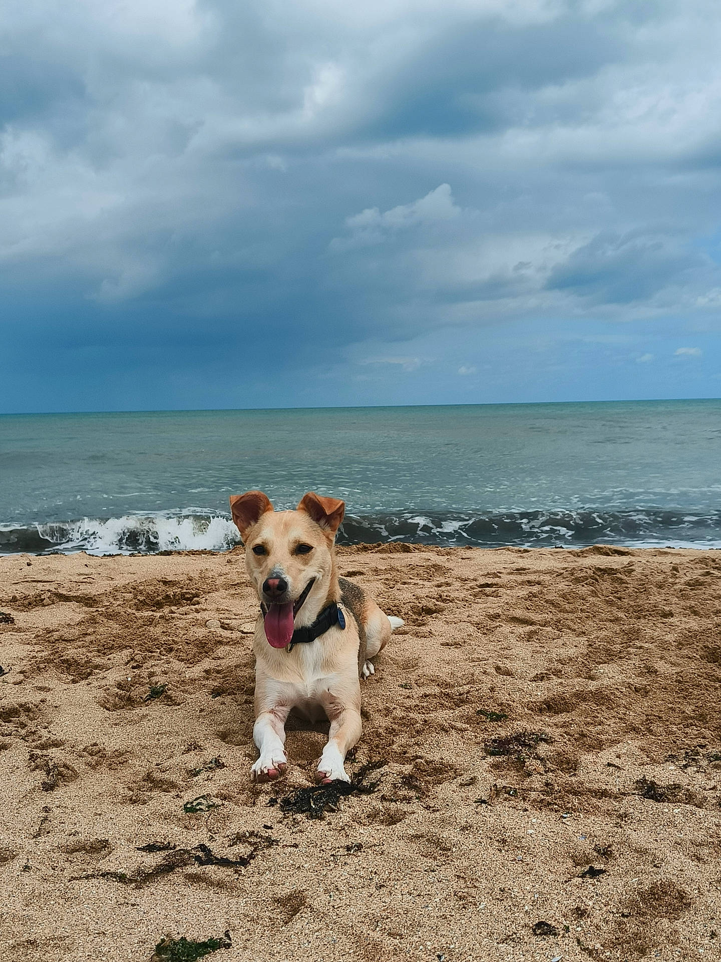 Balou participe au concours pour gagner de l'argent avec cette photo : animal, beach, canine, coast, dog, goldenretriever, horizon, hound, labradorretriever, nature, outdoors, pet, puppy, sea, seawaves, shoreline, sky, soil, summer, water