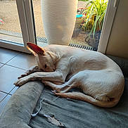 Vaya participe au concours pour gagner de l'argent avec cette photo : dog, pet_bed, white_dog, indoor, tile_floor, glass_door, plant, planter, sunlight, curled_up, resting, relaxed, cozy, garden, greenery, peaceful, ear_up, home, quiet, comfortable