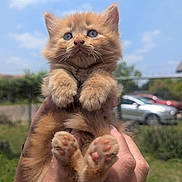Colonel Sanders is registered to the contest to win money with this photo: kitten, cat, orange_cat, blue_eyes, cute, fluffy, outdoor, daylight, hands, pet, animal, paw, feline, nature, sky, greenery, portrait, small, young, adorable