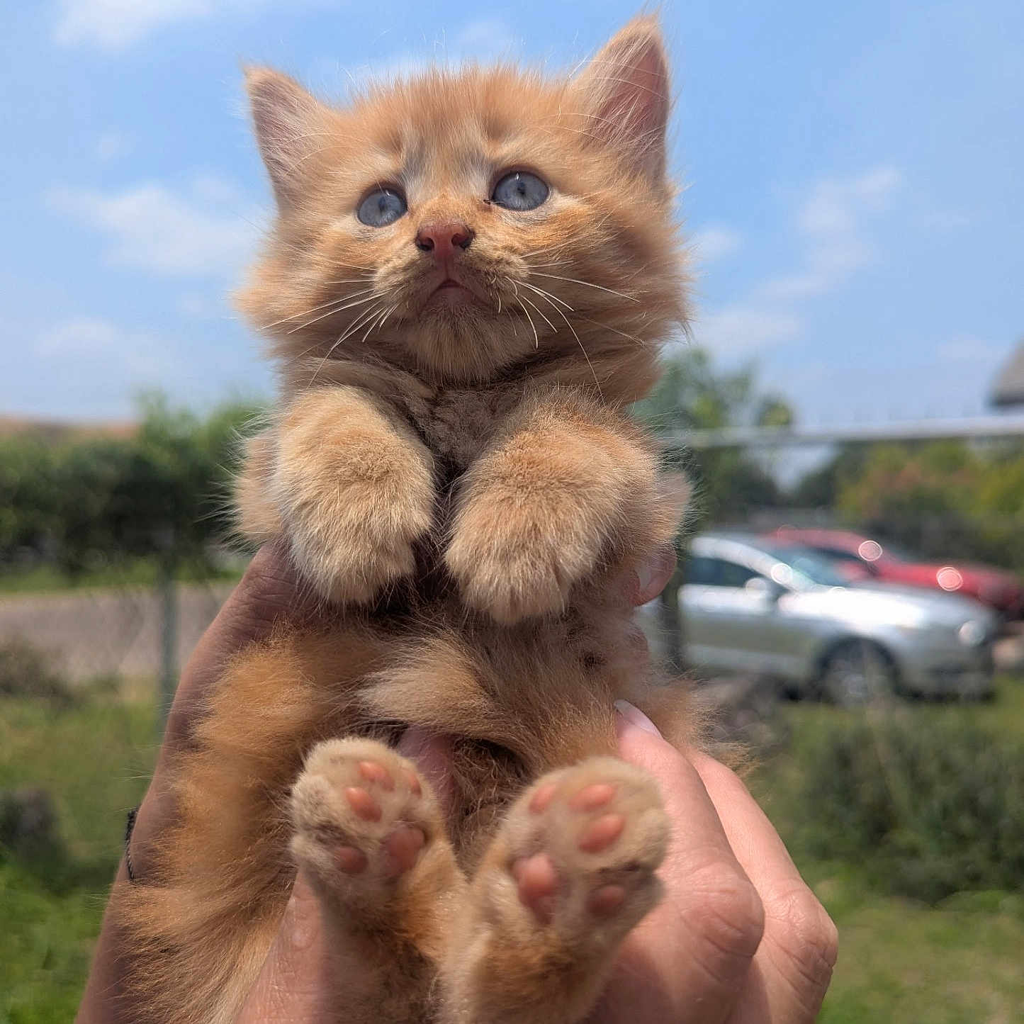 Colonel Sanders is registered to the contest to win money with this photo: kitten, cat, orange_cat, blue_eyes, cute, fluffy, outdoor, daylight, hands, pet, animal, paw, feline, nature, sky, greenery, portrait, small, young, adorable
