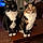 Taco And Belle