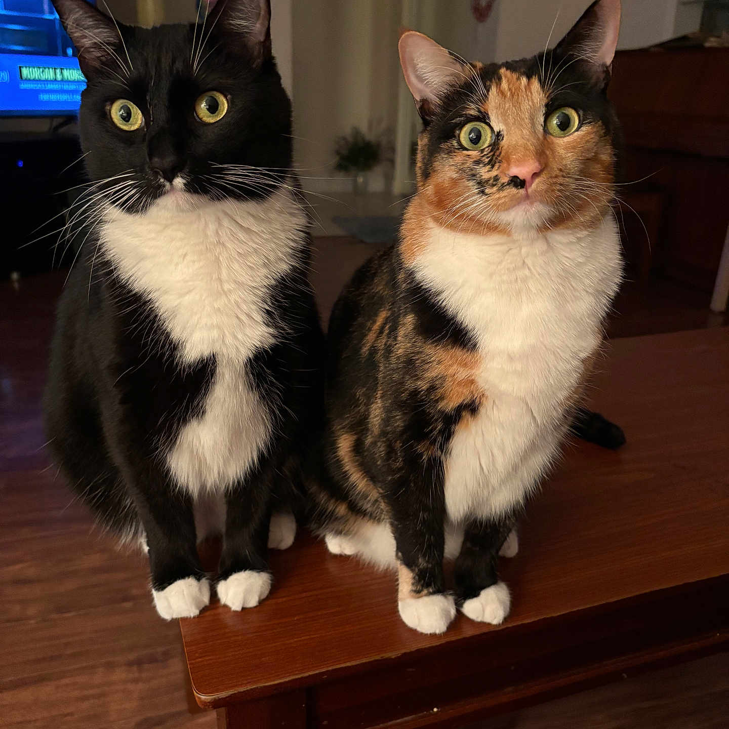 Taco And Belle is registered to the contest to win money with this photo: animal, calico_cat, cat, companions, curious, cute, domestic, domestic_cat, ears, feline, front_legs, fur, household, indoor, pets, sitting, tuxedo_cat, whiskers, wide_eyes, wooden_table