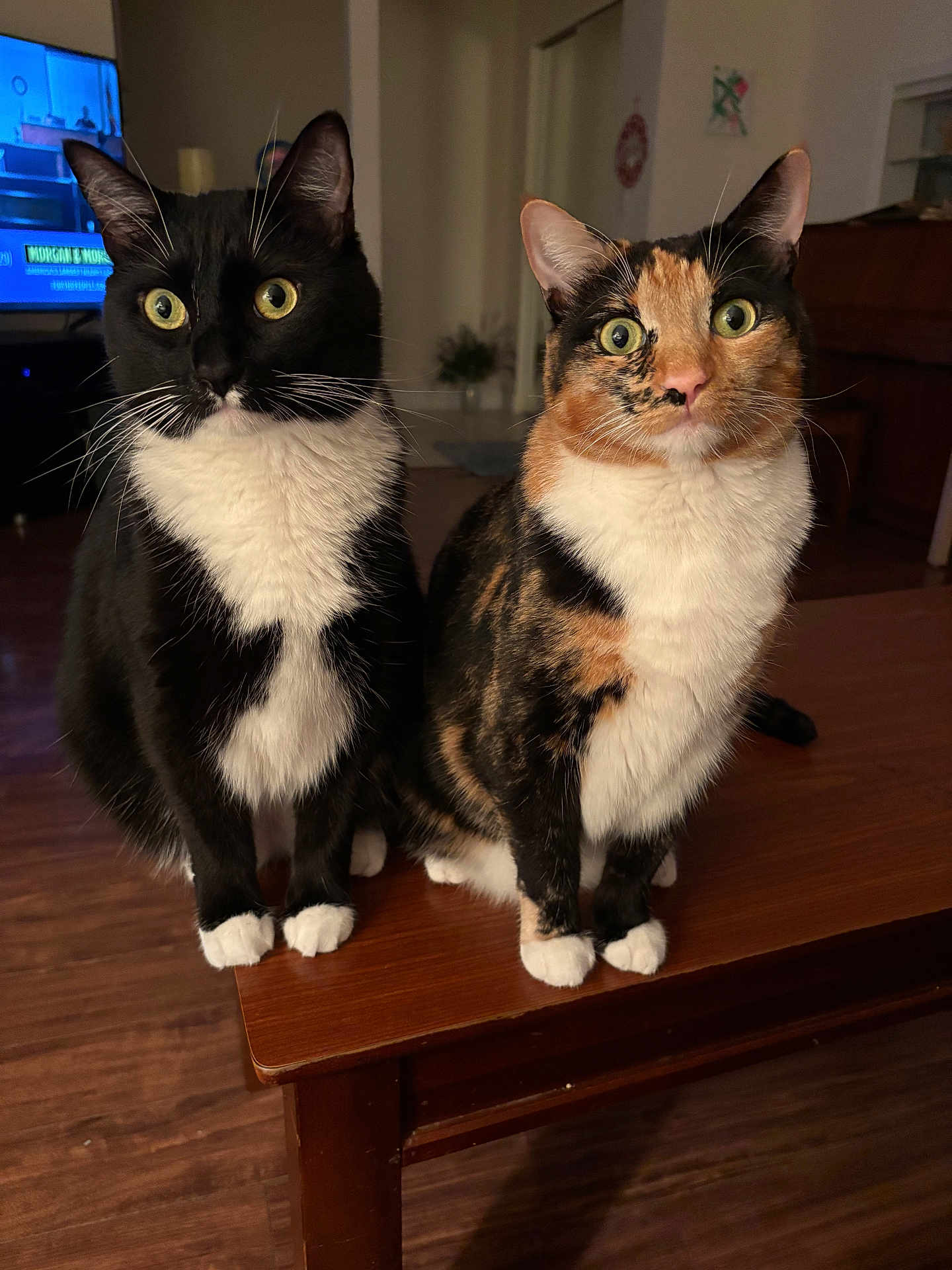Taco And Belle is registered to the contest to win money with this photo: cat, tuxedo_cat, calico_cat, pets, indoor, wooden_table, curious, sitting, feline, whiskers, wide_eyes, cute, domestic_cat, animal, companions, fur, ears, front_legs, domestic, household