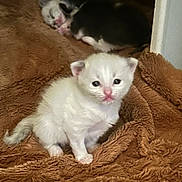 Oatmeal joined the competition — help win amazing prizes! kitten, cat, newborn, furry, sleeping, curious, brown_blanket, soft_texture, indoor, pet, animal, cute, small, white_fur, black_and_white_fur, resting, closeup, young, domestic_cat, cozy