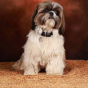 Violly a rejoint le concours — aidez-le/la à gagner de superbes lots ! dog, shih_tzu, pet, fluffy, sitting, portrait, brown_background, woven_mat, fur, collar, indoor, cute, animal, looking_away, studio, domestic_animal, small_dog, furry, calm, closeup