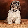 dog, shih_tzu, pet, fluffy, sitting, portrait, brown_background, woven_mat, fur, collar, indoor, cute, animal, looking_away, studio, domestic_animal, small_dog, furry, calm, closeup
