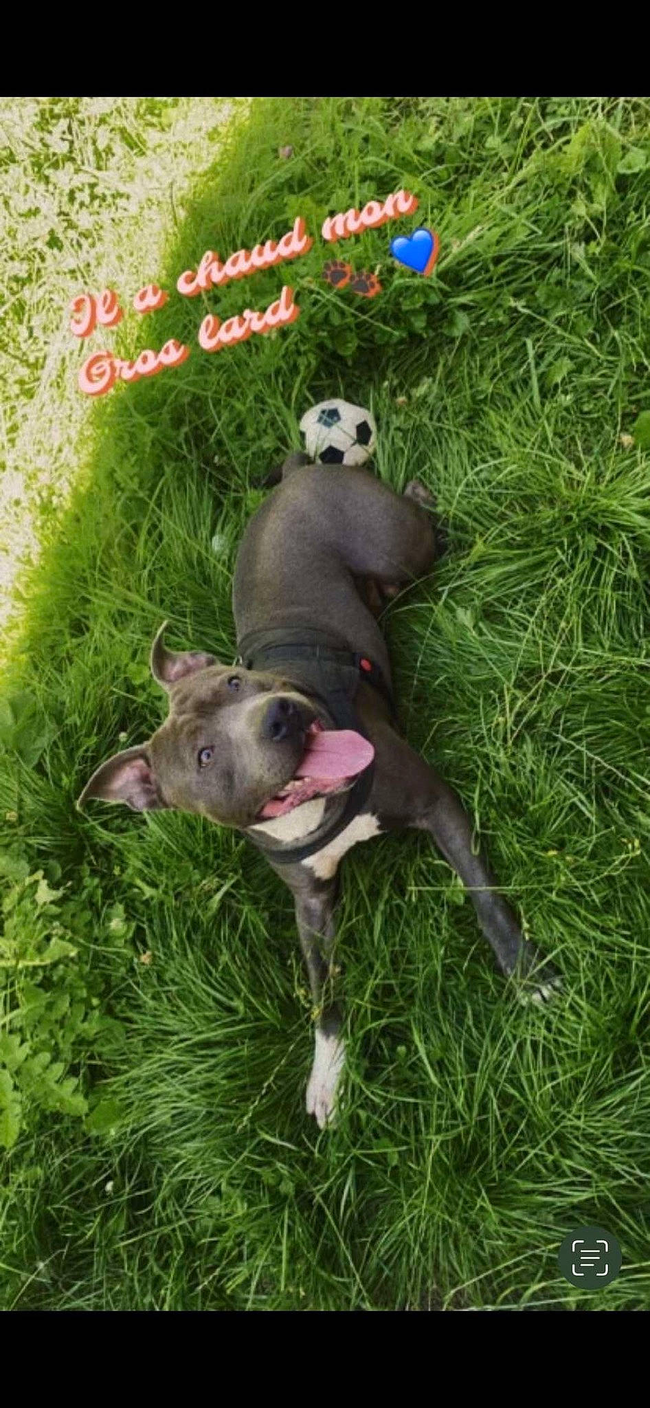 Maïko a rejoint le concours — aidez-le/la à gagner de superbes lots ! canidae, carnivore, companion_dog, dog, dog_breed, dog_supply, fawn, font, grass, groundcover, logo, non_sporting_group, paw, photo_caption, plant, snout, sporting_group, tail, terrestrial_animal, working_animal