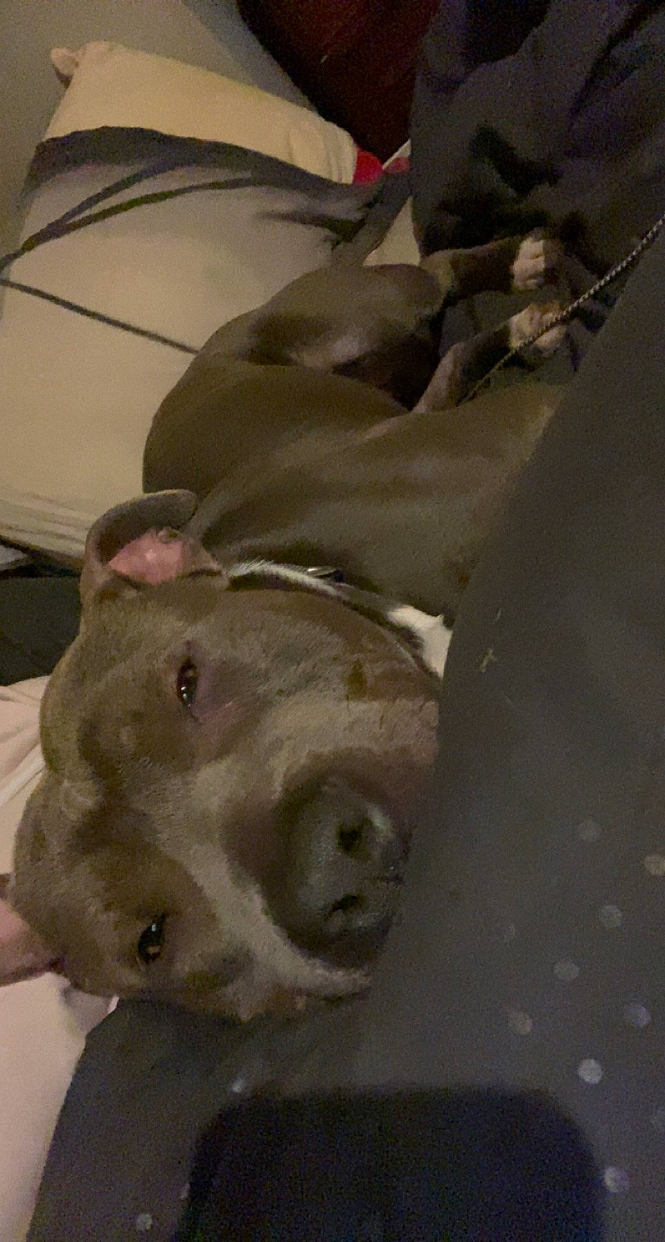 Maïko participe au concours pour gagner de l'argent avec cette photo : art, comfort, fawn, jaw, metal, snout, sporting_group, terrestrial_animal, whiskers