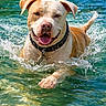 animal, canine, collar, dog, ears, fun, happy, joy, lake, nature, outdoor, pet, playful, splash, summer, sunlight, swimming, tongue, water, wet