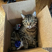 Gatsby is registered to the contest to win money with this photo: cat, tabby, cardboard_box, toy, blue_toy, wood_floor, pet, indoor, animal, feline, curious, sitting, whiskers, ears, paws, striped, looking, closeup, domestic_cat, box