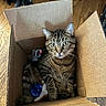 cat, tabby, cardboard_box, toy, blue_toy, wood_floor, pet, indoor, animal, feline, curious, sitting, whiskers, ears, paws, striped, looking, closeup, domestic_cat, box