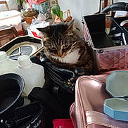 Icare participe au concours pour gagner de l'argent avec cette photo : cat, tabby, household_items, bags, bottles, containers, indoor, curious, clutter, table, plant, clock, chair, pink_bag, black_bag, teapot, wooden_furniture, box, decor, window