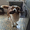 Rider participe au concours pour gagner de l'argent avec cette photo : animal, border_collie, brown_and_white, dog, facing_camera, feather_toy, fluffy, holding_toy, indoor, kitchen, natural_light, patterned_floor, pet, plants, potted_plants, radiator, refrigerator, standing, toy, window
