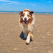 Rider a rejoint le concours — aidez-le/la à gagner de superbes lots ! animal, beach, beach_day, blue_sky, border_collie, dog, floppy_ears, happy, long_hair, ocean, open_mouth, outdoor, pet, running, sand, shoreline, standing, sunny, tongue, waves