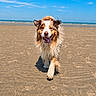 animal, beach, beach_day, blue_sky, border_collie, dog, floppy_ears, happy, long_hair, ocean, open_mouth, outdoor, pet, running, sand, shoreline, standing, sunny, tongue, waves