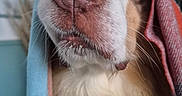 Rider a rejoint le concours — aidez-le/la à gagner de superbes lots ! animal, blanket, brown_and_white, chest, close_up, colorful_fabric, cozy, dog, eyes, funny, indoors, nose, pet, photography, portrait, serious_expression, short_hair, snout, whiskers, wrapped