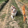 Rider participe au concours pour gagner de l'argent avec cette photo : animal, blue_sky, border_collie, branch, church, countryside, dirt_path, dog, farm, fields, fluffy, happy, outdoor, pet, rural, sheep, sunny, village, walking, wheat