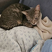 Nuage a rejoint le concours — aidez-le/la à gagner de superbes lots ! cat, tabby, sleeping, resting, curled_up, pet, animal, feline, whiskers, ears, striped_fur, gray_brown, couch, blanket, cozy, indoor, home, soft_fabric, relaxed, portrait