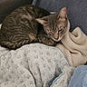 cat, tabby, sleeping, resting, curled_up, pet, animal, feline, whiskers, ears, striped_fur, gray_brown, couch, blanket, cozy, indoor, home, soft_fabric, relaxed, portrait