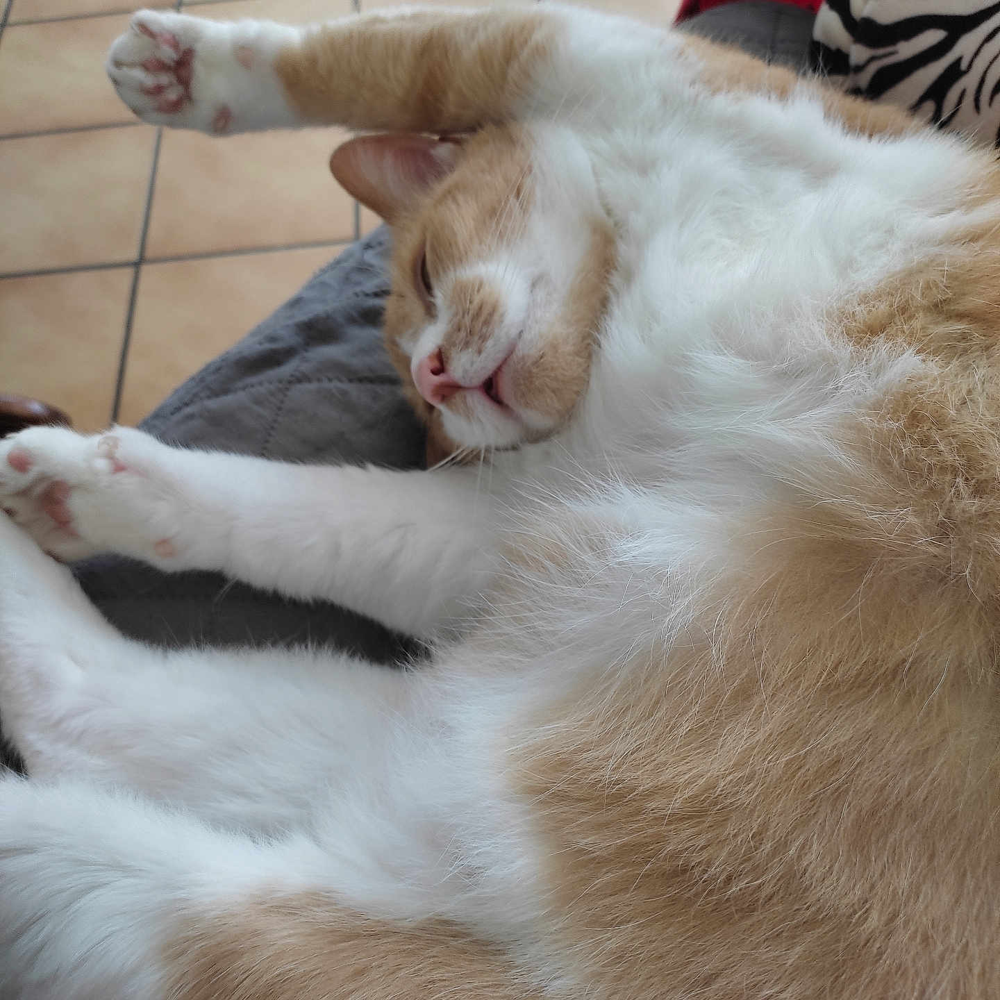 Garfield a rejoint le concours — aidez-le/la à gagner de superbes lots ! animal, cat, close_up, cozy, ears, feline, fur, indoor, mammal, orange_cat, paw, pet, quilted_surface, relaxed, resting, sleeping, stretching, tile_floor, whiskers, white_cat