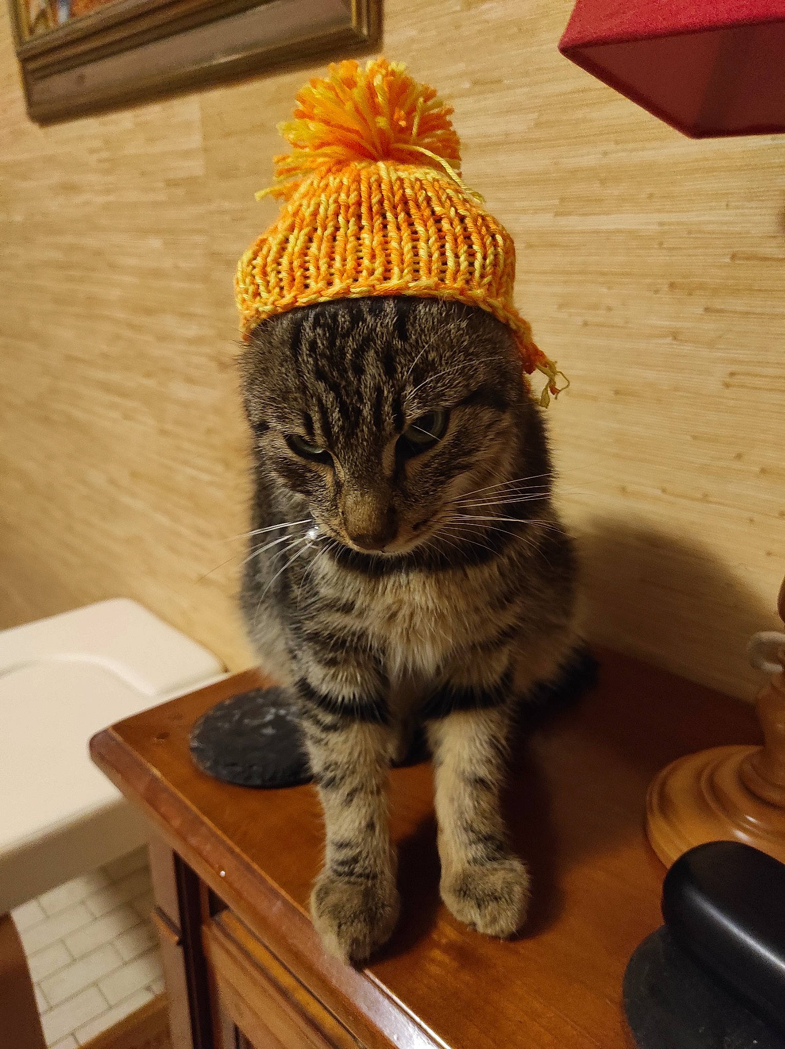 Noe participe au concours pour gagner de l'argent avec cette photo : cap, carnivore, cat, claw, domestic_short_haired_cat, fawn, felidae, flooring, foot, fur, paw, small_to_medium_sized_cats, snout, table, tail, terrestrial_animal, whiskers, window, wood, wool