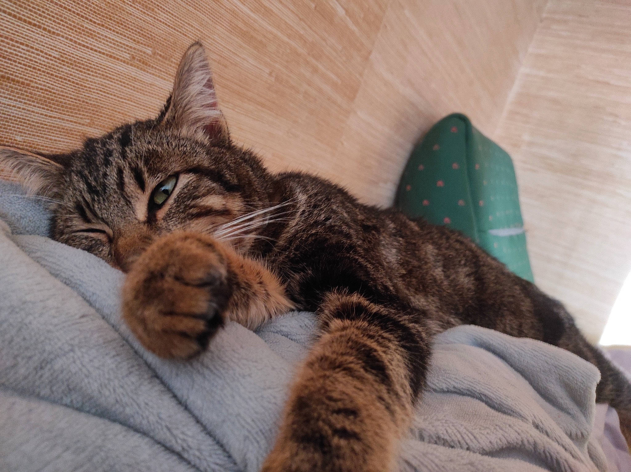 Noe participe au concours pour gagner de l'argent avec cette photo : carnivore, cat, claw, comfort, domestic_short_haired_cat, felidae, fur, nap, paw, sleep, small_to_medium_sized_cats, snout, tail, terrestrial_animal, whiskers