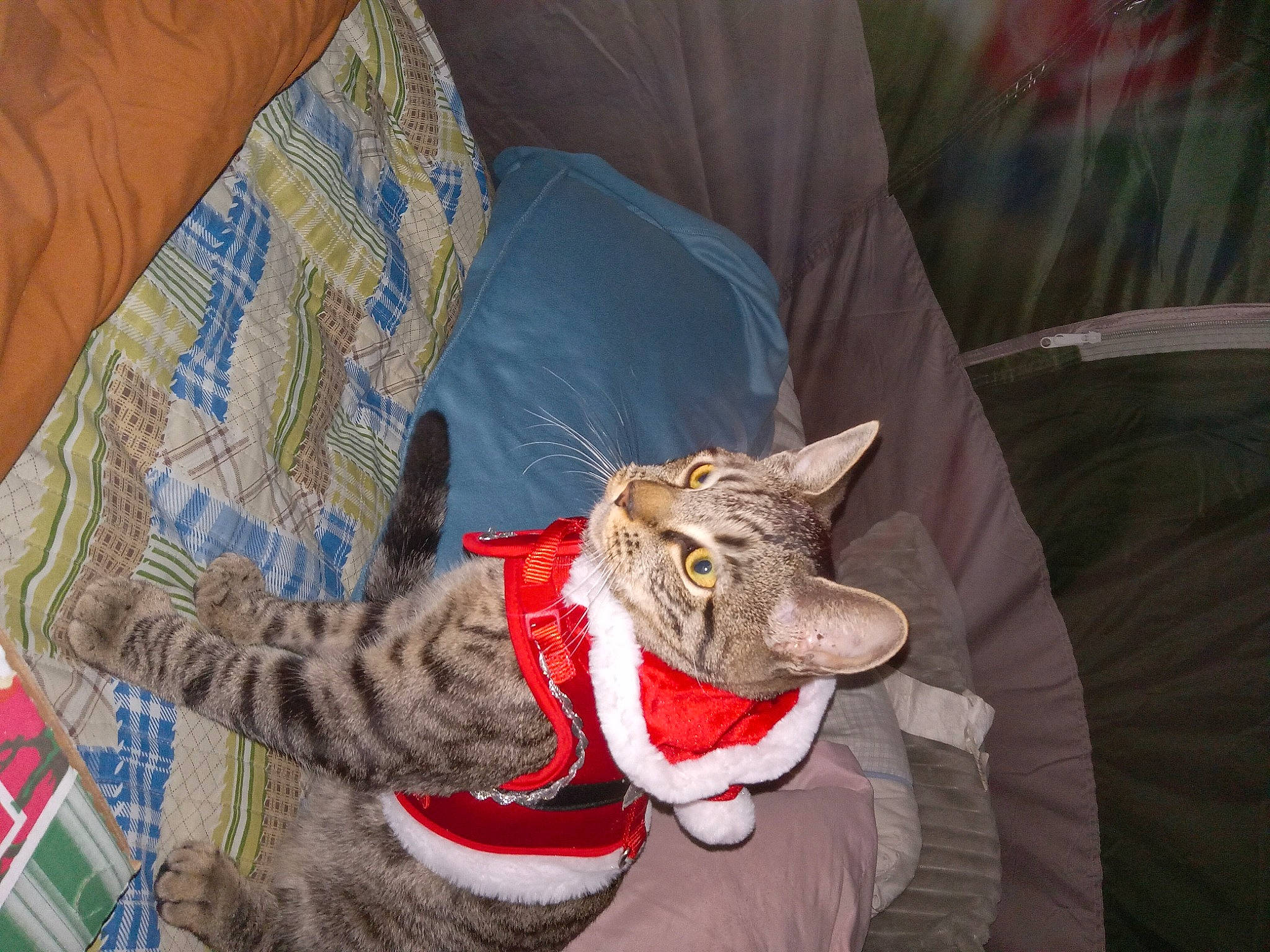 Tyson joined the competition — help win amazing prizes! art, carmine, carnivore, cat, claw, comfort, domestic_short_haired_cat, fawn, felidae, fur, lap, linens, small_to_medium_sized_cats, snout, tail, whiskers