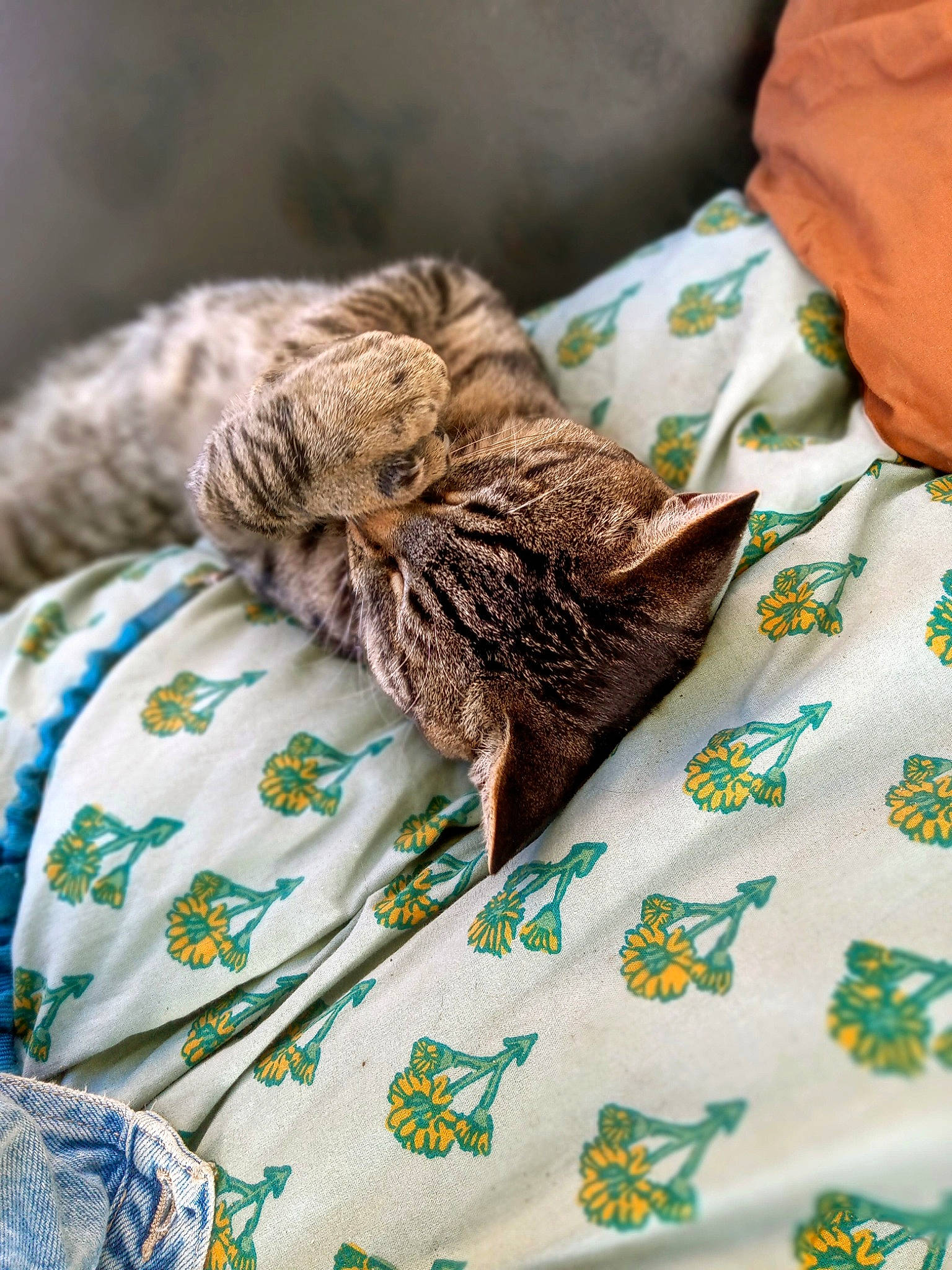 Tyson is registered to the contest to win money with this photo: bed_sheet, bedding, blanket, cat, close_up, comfort, felidae, fur, grass, green, grey, linens, pattern, plant, sleeve, small_to_medium_sized_cats, textile, whiskers, wood