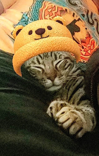 Tyson is registered to the contest to win money with this photo: bengal_tiger, big_cats, carnivore, cat, comfort, eye, fawn, felidae, fur, linens, organism, siberian_tiger, small_to_medium_sized_cats, snout, stuffed_toy, terrestrial_animal, tiger, toy, whiskers, wrinkle