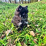 puppy, dog, grass, leaves, outdoor, nature, greenery, trees, autumn, cute, animal, fur, small, young, forest, canine, pet, fluffy, sitting, daylight