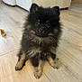 dog, puppy, pomeranian, black_dog, fluffy, cute, pet, indoor, floor, wooden_floor, couch, living_room, small_dog, animal, fur, sitting, toy, companion, adorable, eyes