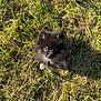 dog, puppy, pomeranian, grass, leash, outdoor, pet, animal, small_dog, fluffy, black_dog, sunlight, nature, cute, canine, fur, looking_up, shadow, young_dog, sitting