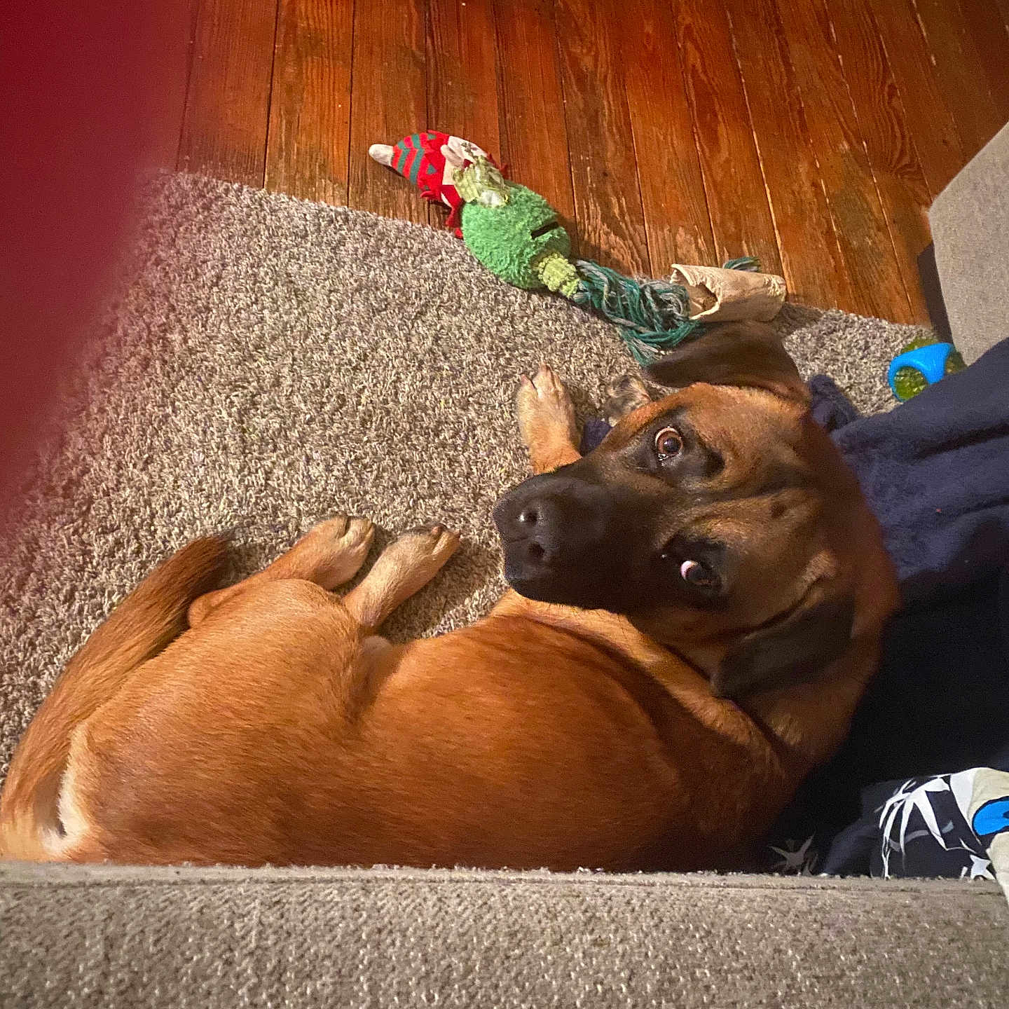 Bear joined the competition — help win amazing prizes! animal, brown_dog, canine, carpet, casual, couch, cozy, curled_up, dog, dog_toy, floor, furniture, home, indoor, looking_up, pet, playful, resting, toy, wooden_floor