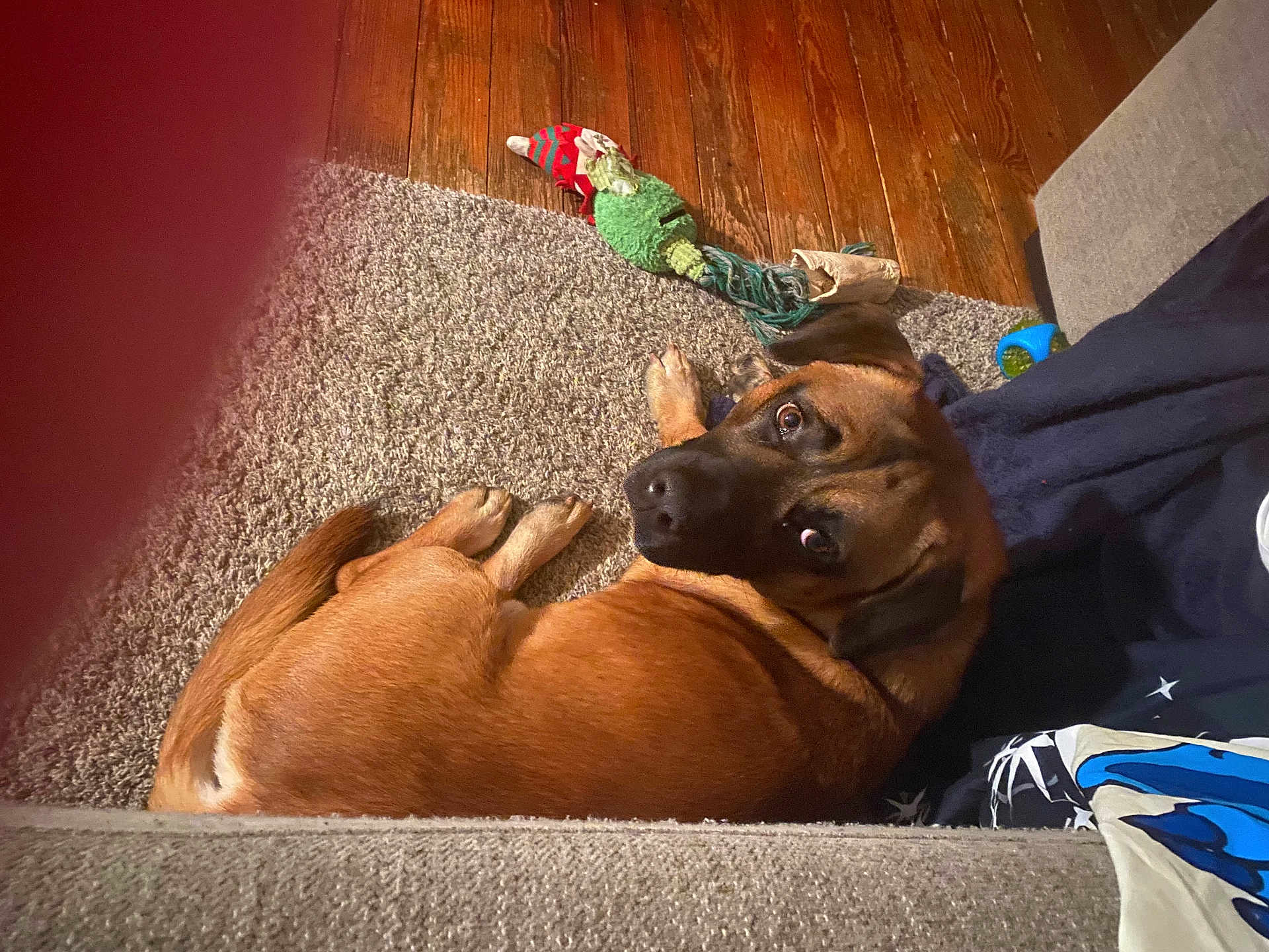 Bear joined the competition — help win amazing prizes! dog, brown_dog, carpet, wooden_floor, dog_toy, indoor, pet, couch, looking_up, curled_up, furniture, floor, cozy, playful, canine, home, resting, animal, toy, casual