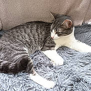 Maya a rejoint le concours — aidez-le/la à gagner de superbes lots ! cat, tabby_cat, gray_cat, white_paws, fluffy_rug, chair, indoor, pet, animal, relaxed, stretching, fur, whiskers, ears, nose, claws, comfort, home, feline, resting