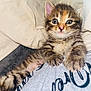 Jade is registered to the contest to win money with this photo: kitten, cat, paw, fur, wide_eyes, curious, blanket, fabric, clinging, cute, pet, animal, whiskers, tabby, soft, indoor, closeup, young, feline, adorable