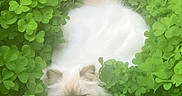 Urgo a rejoint le concours — aidez-le/la à gagner de superbes lots ! animal, camouflage, cat, clover, cute, ears, fluffy, fur, garden, greenery, leaf, nature, outdoor, pet, plant, resting, summer, tail, white, wildlife