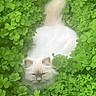 animal, camouflage, cat, clover, cute, ears, fluffy, fur, garden, greenery, leaf, nature, outdoor, pet, plant, resting, summer, tail, white, wildlife