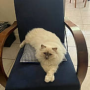 Urgo participe au concours pour gagner de l'argent avec cette photo : armchair, blue_chair, calm, cat, checkered_cushion, crossed_paws, cushion, cute, domestic_cat, feline, fluffy_cat, home, indoor, living_room, pet, relaxed, resting, tile_floor, white_cat, wooden_armrest