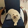armchair, blue_chair, calm, cat, checkered_cushion, crossed_paws, cushion, cute, domestic_cat, feline, fluffy_cat, home, indoor, living_room, pet, relaxed, resting, tile_floor, white_cat, wooden_armrest