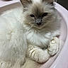 Urgo participe au concours pour gagner de l'argent avec cette photo : animal, basin, cat, closeup, container, cream_color, cute, domestic, ears, face, fluffy, fur, gray, indoor, paws, pet, relaxed, sleepy, soft, whiskers