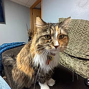 Jezel joined the competition — help win amazing prizes! cat, feline, pet, indoor, couch, blanket, fur, whiskers, home, cozy, brown, multi-colored, tabby, long_hair, relaxed, curious, close-up, domestic_animal, living_room, furniture