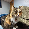 blanket, brown, cat, close-up, couch, cozy, curious, domestic_animal, feline, fur, furniture, home, indoor, living_room, long_hair, multi-colored, pet, relaxed, tabby, whiskers