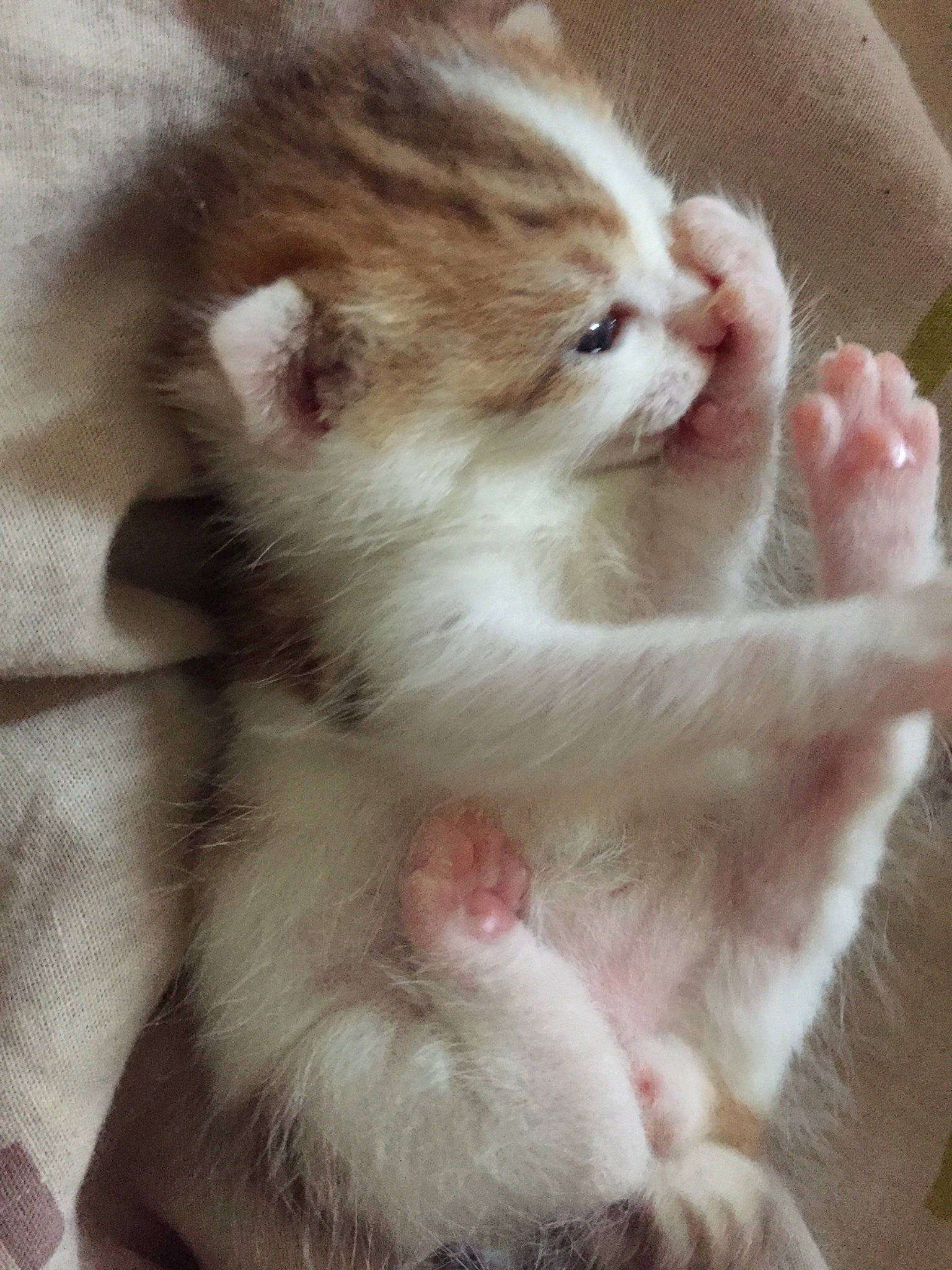 Coco participe au concours pour gagner de l'argent avec cette photo : asian, british_semi_longhair, carnivore, cat, eye, fawn, felidae, fur, kitten, mammal, munchkin, norwegian_forest_cat, nose, paw, polydactyl_cat, skin, small_to_medium_sized_cats, snout, vertebrate, whiskers